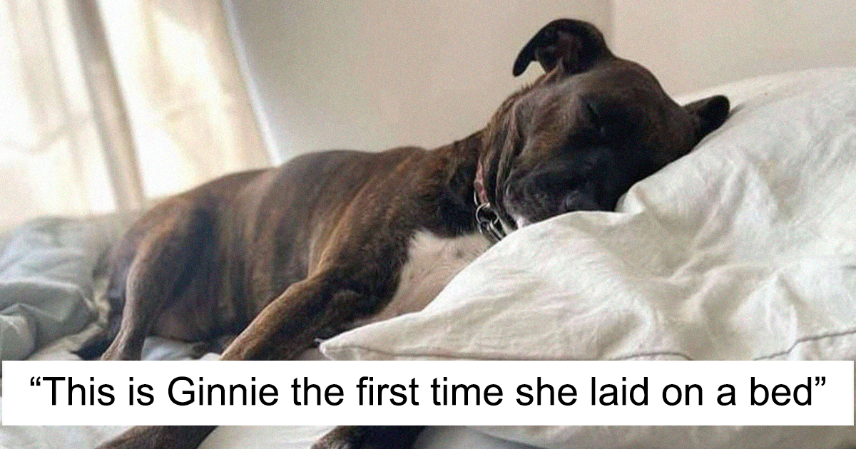 Woman Adopts A Dog That Has Never Known A Soft Bed Or Toys And Gives Her A Family