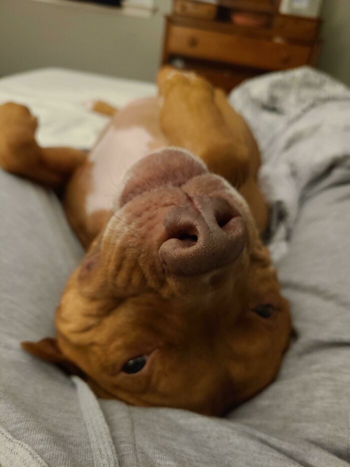 Pit Bull Accidentally Redesigns His Owner's Ordinary T-Shirt Into An Extraordinary One Pit Bull Accidentally Redesigns His Owner's Ordinary T-Shirt Into An Extraordinary One