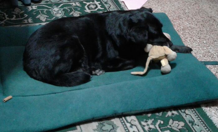 We're Not Sure How Old Zeta Is, We Adopted Her As A Grown Dog. 13?