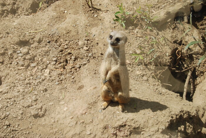 Zookeepers Anonymously Reveal The Darkest Zoo Secrets They Keep Shut Behind Bars (35 Pics)