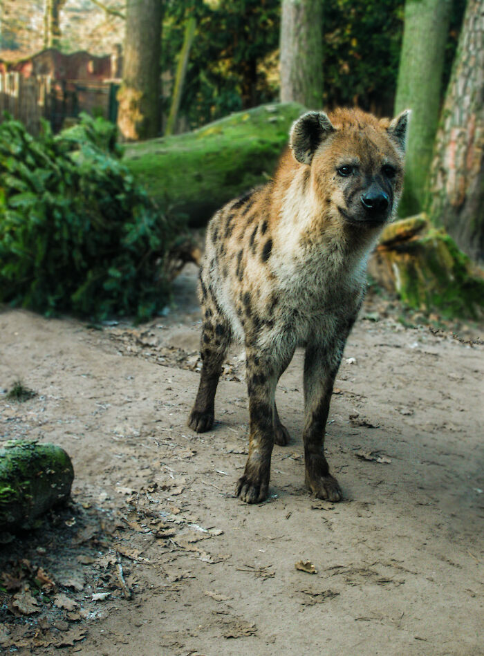 Zookeepers Anonymously Reveal The Darkest Zoo Secrets They Keep Shut Behind Bars (35 Pics)