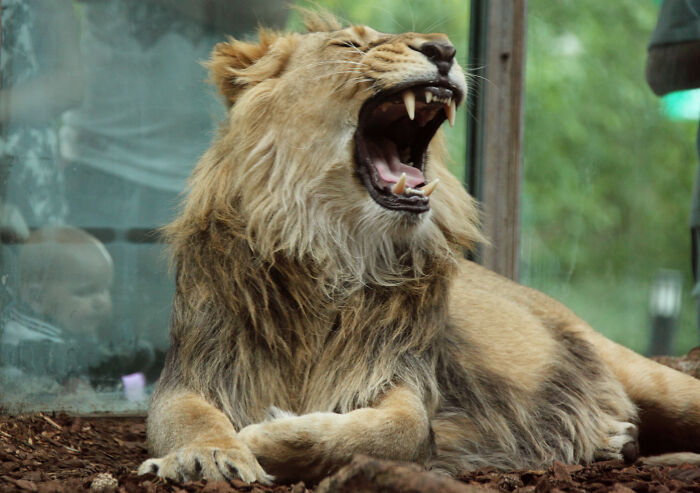 Zookeepers Anonymously Reveal The Darkest Zoo Secrets They Keep Shut Behind Bars (35 Pics)