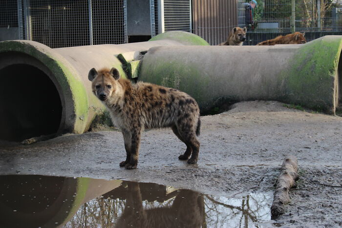Zookeepers Anonymously Reveal The Darkest Zoo Secrets They Keep Shut Behind Bars (35 Pics)