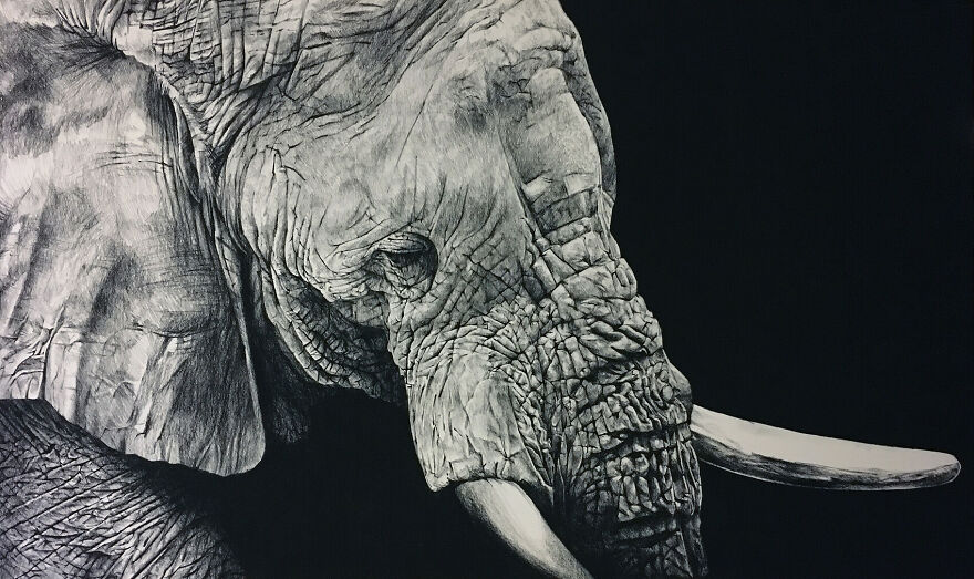 J'ai Dessiné 40 Animaux Au Crayon