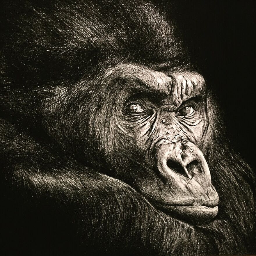 J'ai Dessiné 40 Animaux Au Crayon