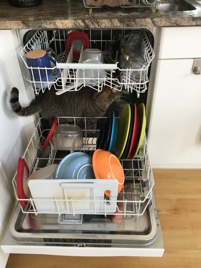Forrest- Loves To Hide In Boxes And Always Needs To Be Near The Humans. He Will Climb Onto Your Shoulders The Second You Come Into The House.