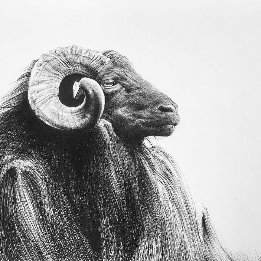 J'ai Dessiné 40 Animaux Au Crayon