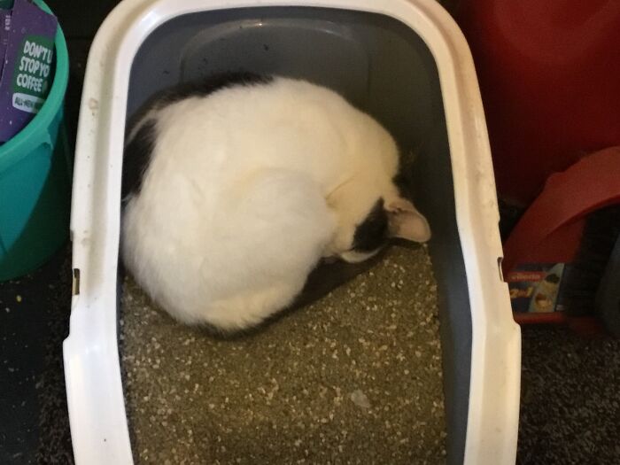 No, Pippin. It’s Not A Bed.