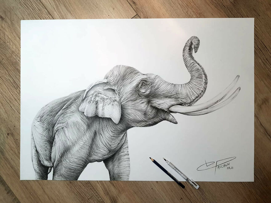 J'ai Dessiné 40 Animaux Au Crayon