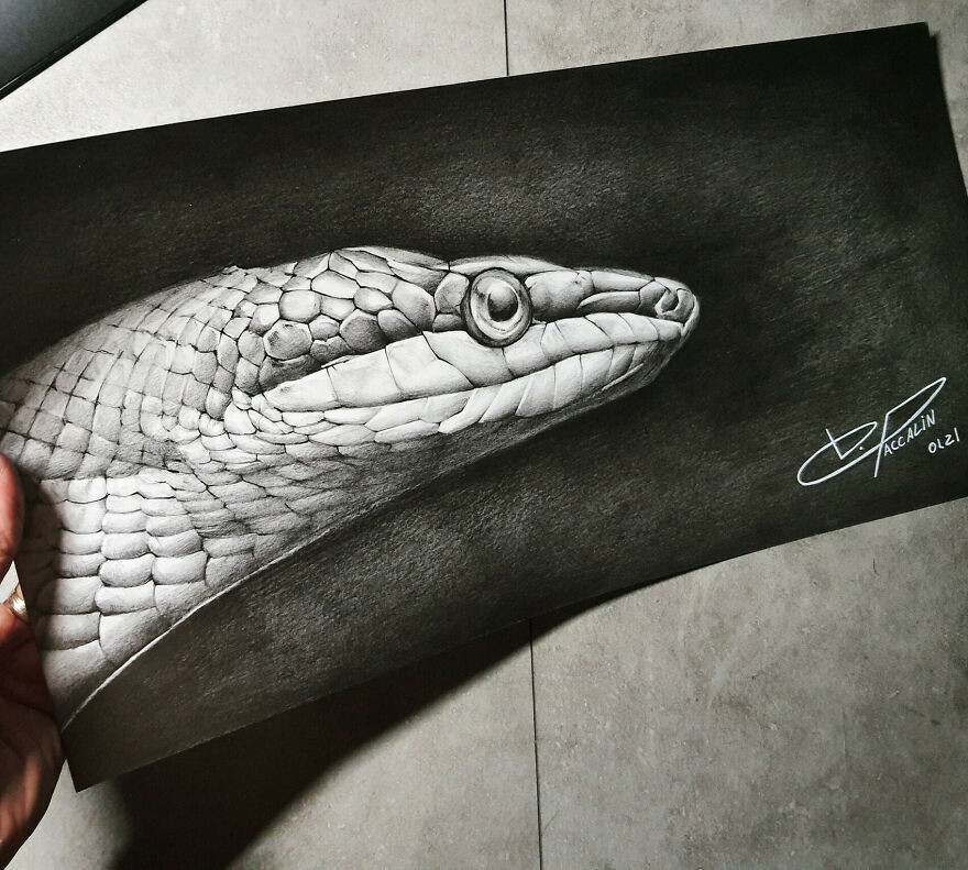 J'ai Dessiné 40 Animaux Au Crayon