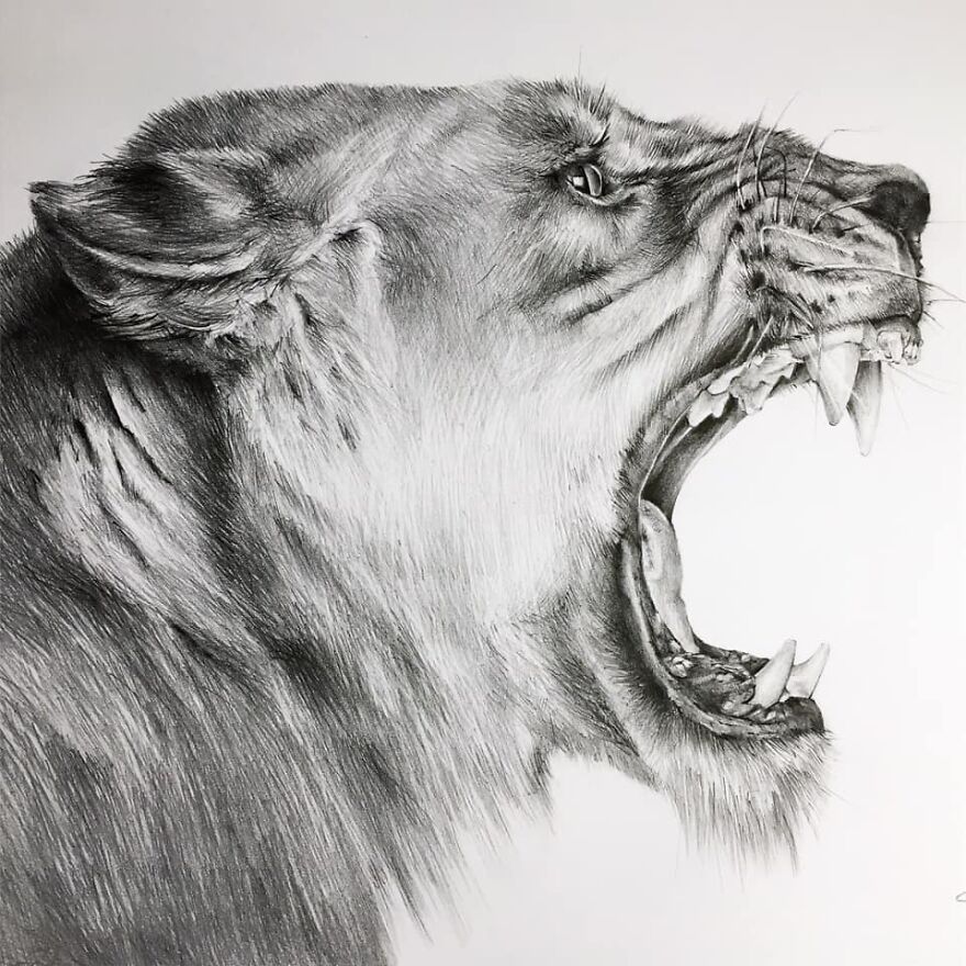 J'ai Dessiné 40 Animaux Au Crayon