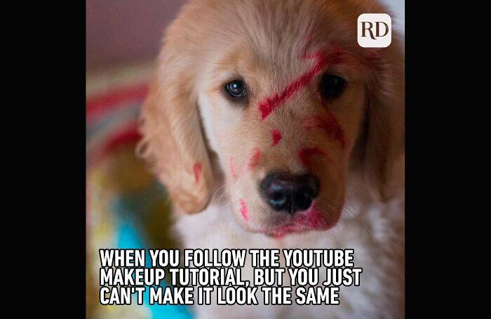 My Favorite Animal Meme