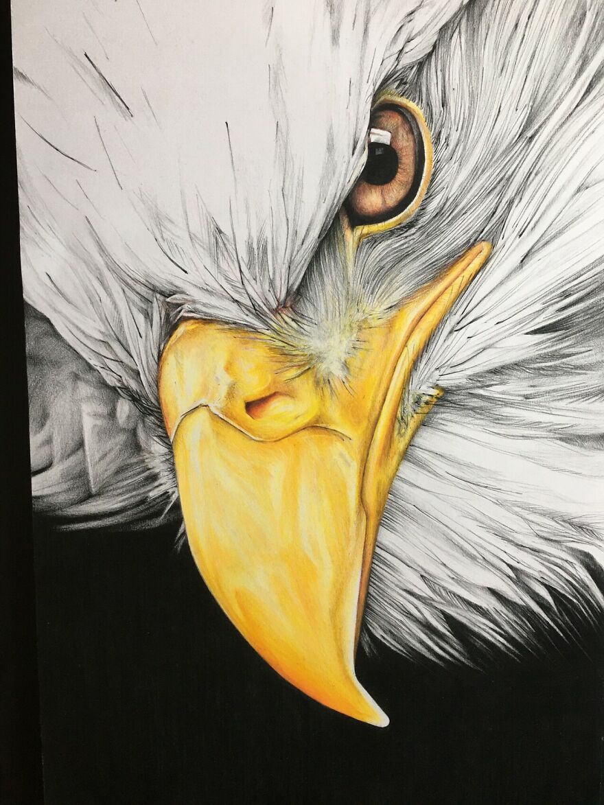 J'ai Dessiné 40 Animaux Au Crayon