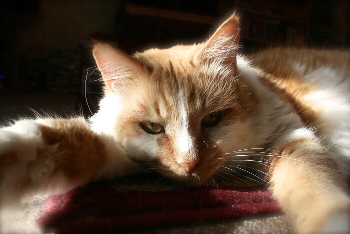 My Lil Fur Baby, Luciano