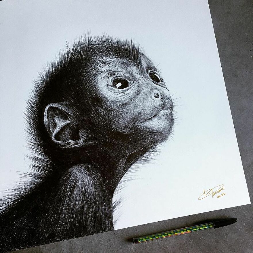 J'ai Dessiné 40 Animaux Au Crayon