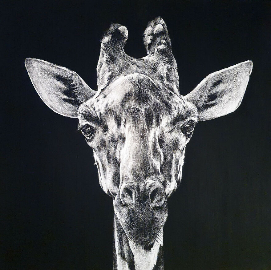 J'ai Dessiné 40 Animaux Au Crayon