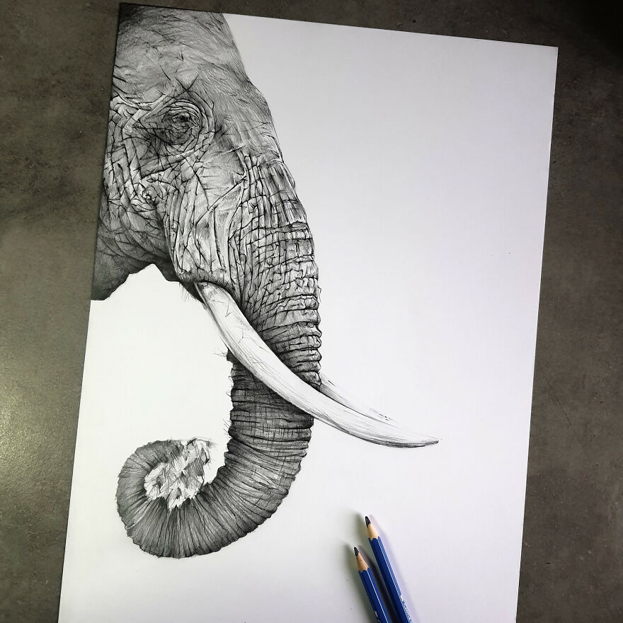 J'ai Dessiné 40 Animaux Au Crayon