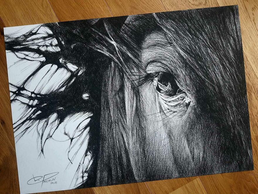 J'ai Dessiné 40 Animaux Au Crayon