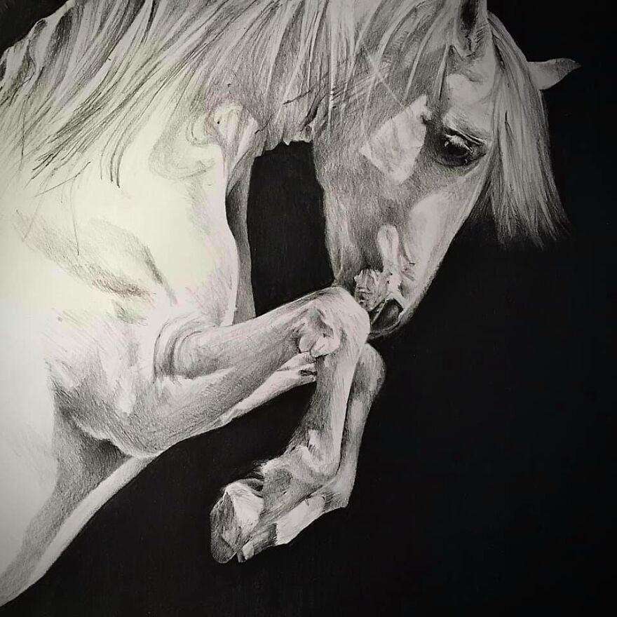 J'ai Dessiné 40 Animaux Au Crayon