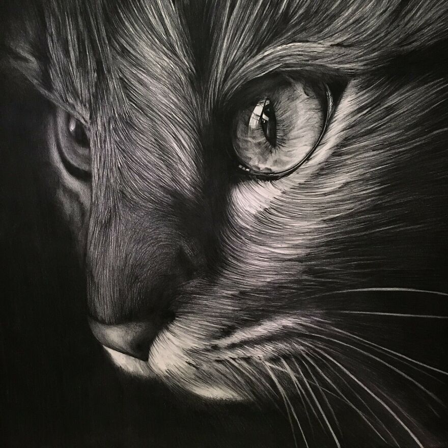 J'ai Dessiné 40 Animaux Au Crayon