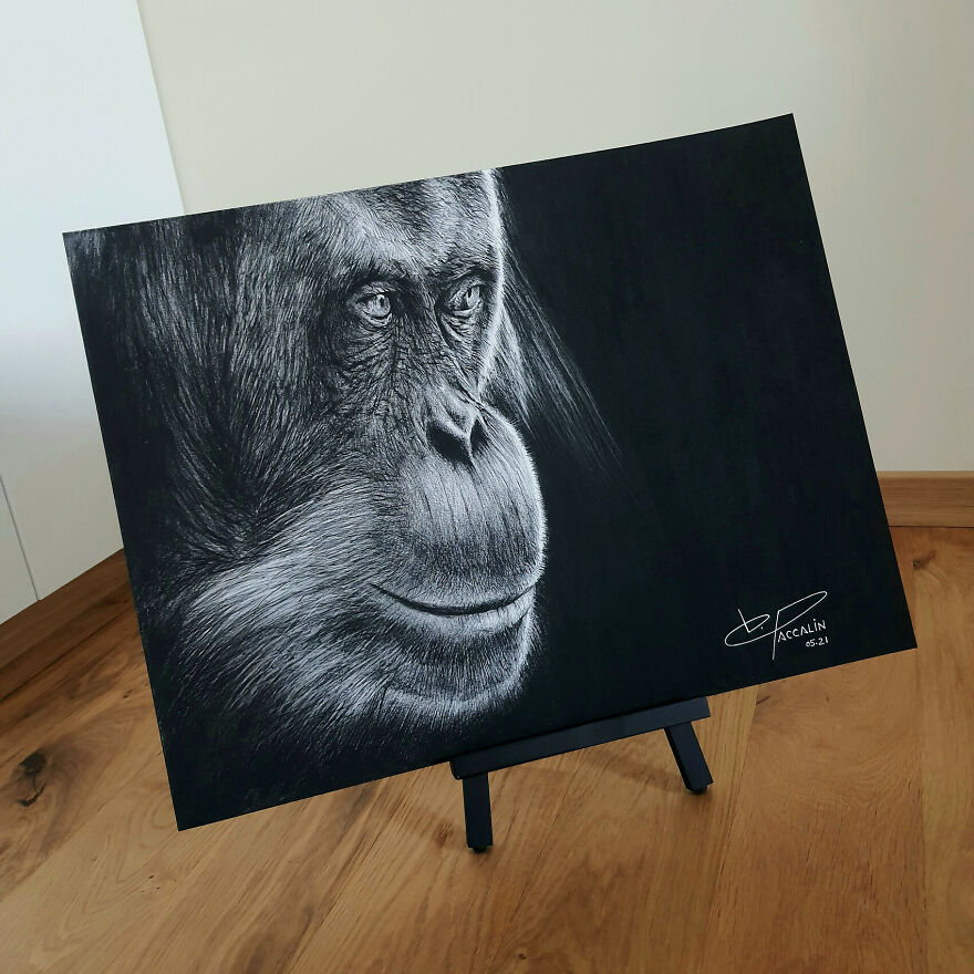 J'ai Dessiné 40 Animaux Au Crayon