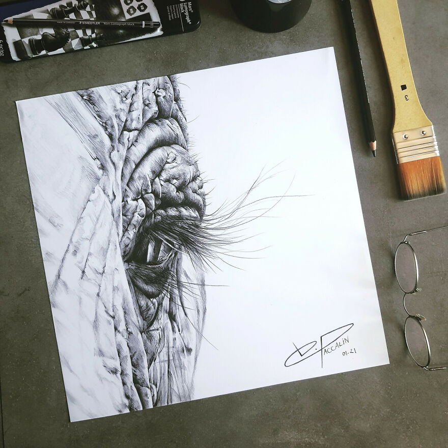 J'ai Dessiné 40 Animaux Au Crayon