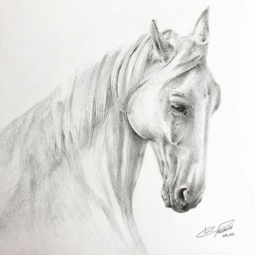 J'ai Dessiné 40 Animaux Au Crayon