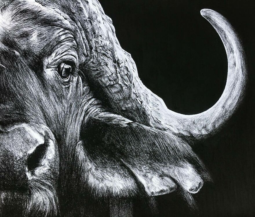 J'ai Dessiné 40 Animaux Au Crayon