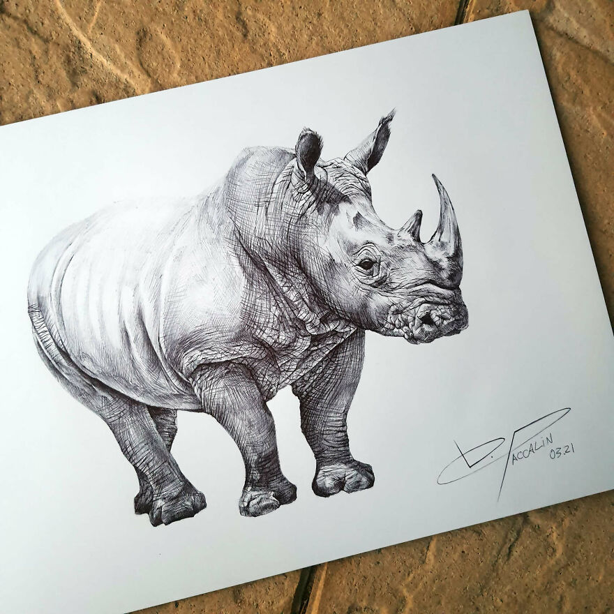 J'ai Dessiné 40 Animaux Au Crayon