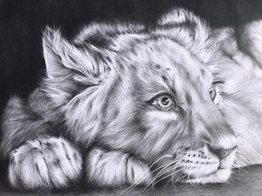 J'ai Dessiné 40 Animaux Au Crayon