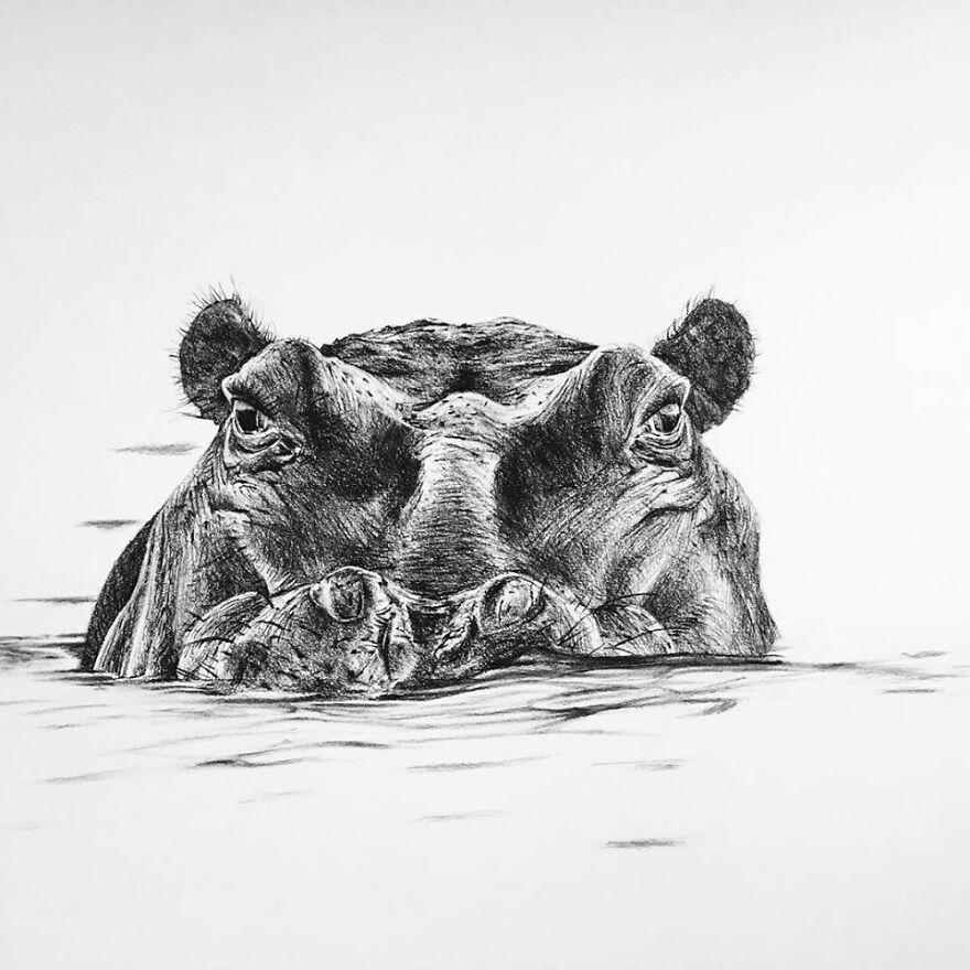 J'ai Dessiné 40 Animaux Au Crayon