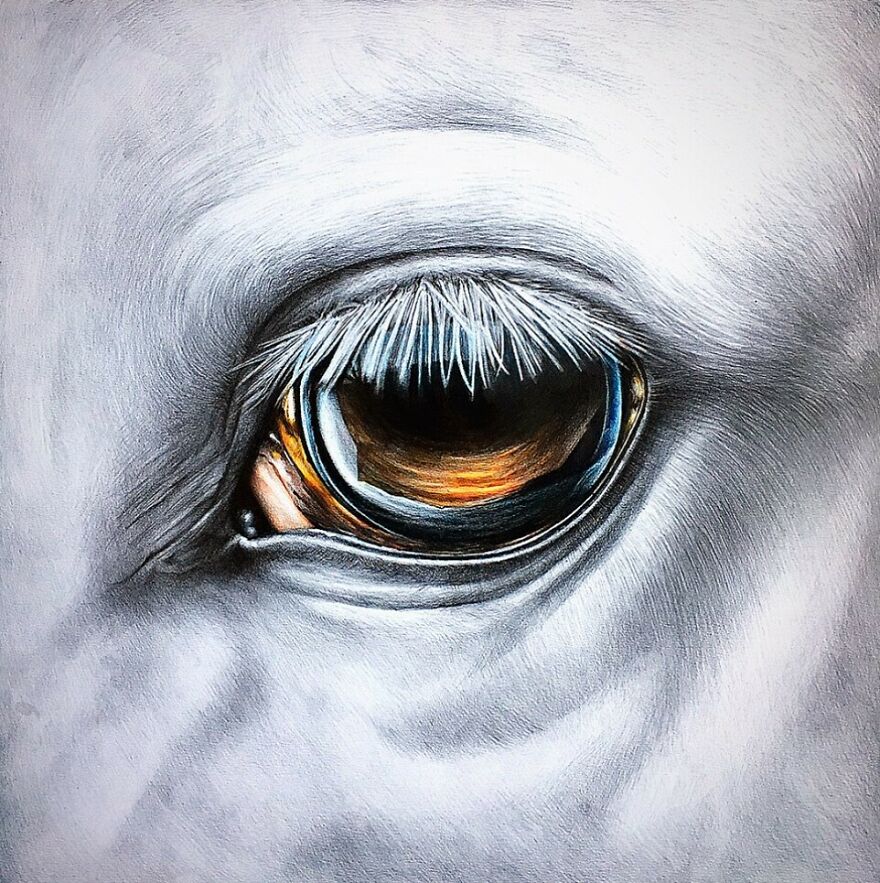 J'ai Dessiné 40 Animaux Au Crayon