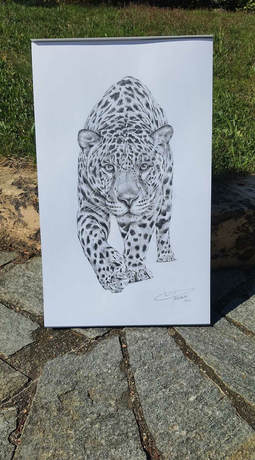 J'ai Dessiné 40 Animaux Au Crayon