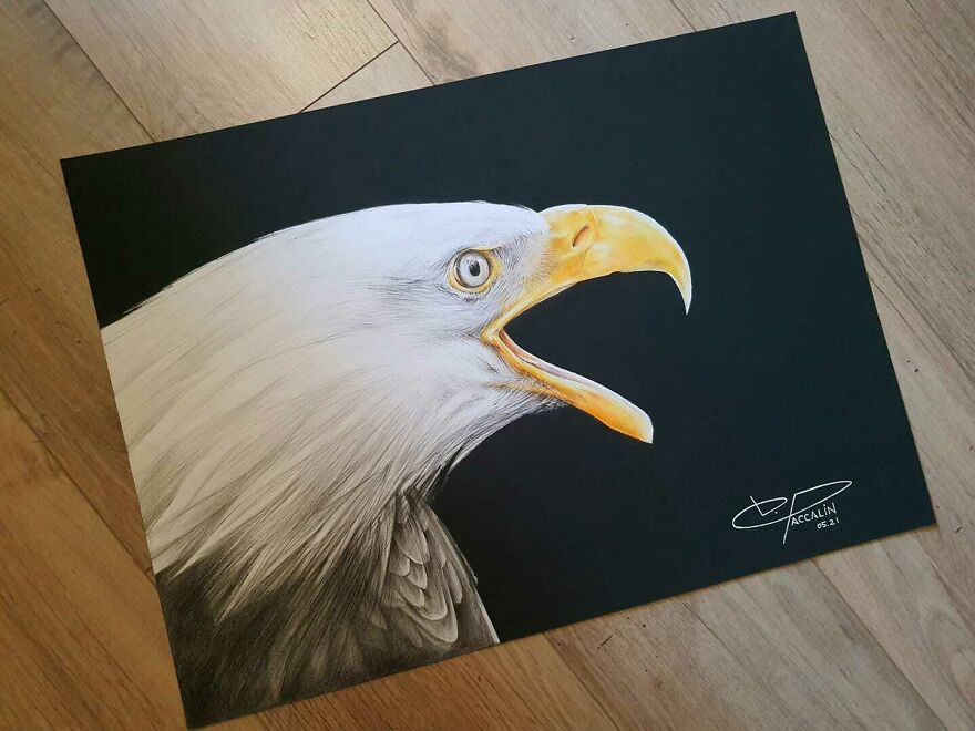 J'ai Dessiné 40 Animaux Au Crayon