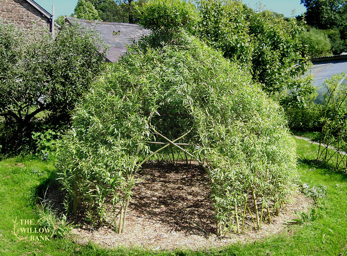 Did You Know That Willow Branches Grow Roots Very Easily? You Can Make Living Fences And Little Houses By Just Sticking Willow Branches Into The Ground!