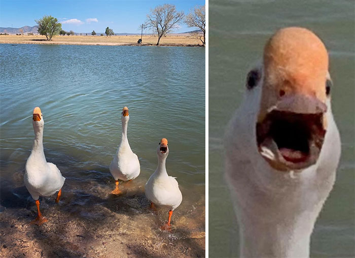 Go Enjoy The Pond They Said. It Will Be Fun They Said