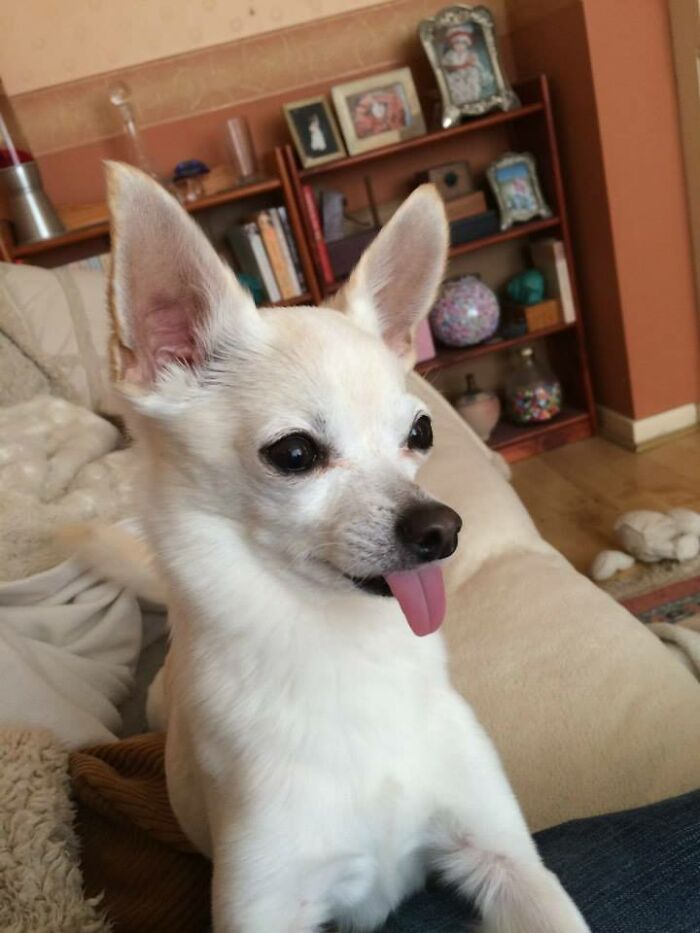 Stottlemeyer Pretending To Be A Ticket Dispenser.