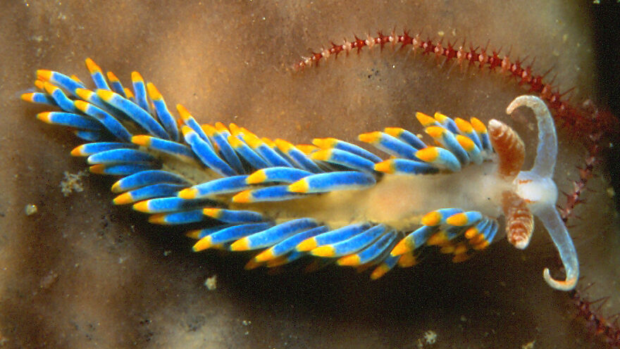 I Scoured The Internet(And My Gallery), So You Can Witness The Beauty Of Nudibranchs!