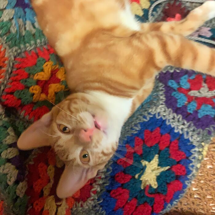 Marley. Professional Pouncer, Climber Of Trees, Toe Biter And Conversationalist Of Note. Loves To Be The Center Of Attention. Cuddle At Your Own Risk.