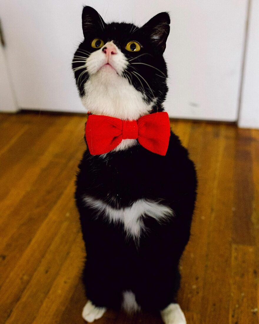 Cat Owner Sets Up An Instagram Account For Her Two-Legged Cat And Shares Her Cat's Inspiring Rehabilitation Story Cat Owner Sets Up An Instagram Account For Her Two-Legged Cat And Shares Her Cat's Inspiring Rehabilitation Story