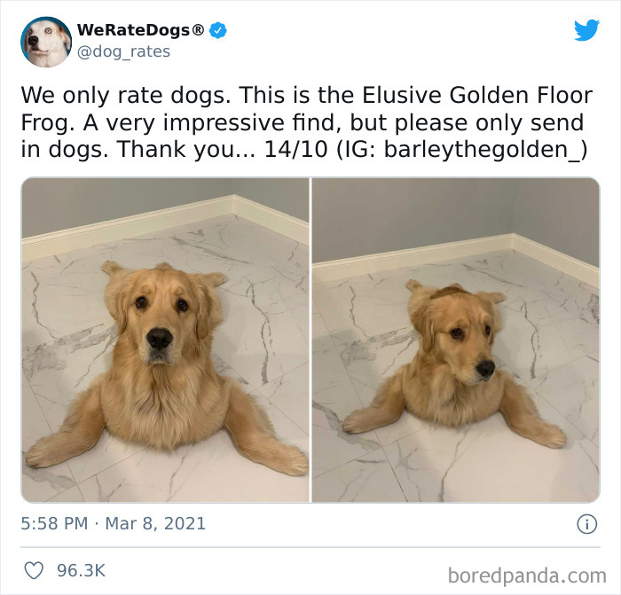 Dog-Rates-Twitter