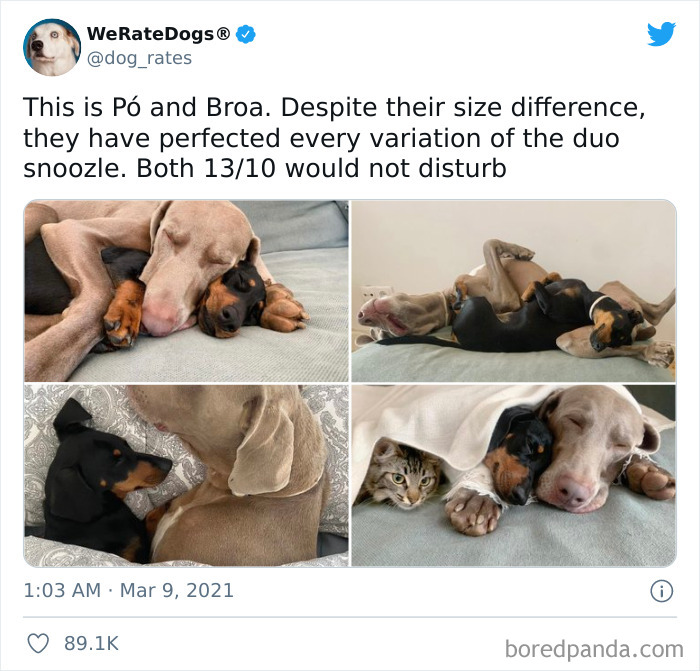 Dog-Rates-Twitter