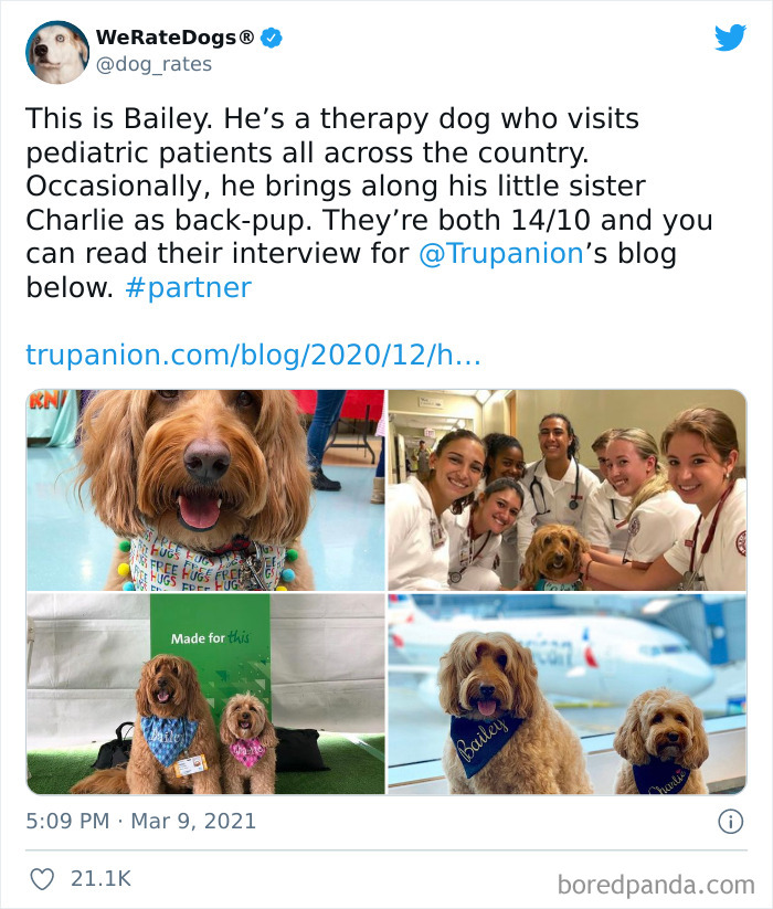 Dog-Rates-Twitter