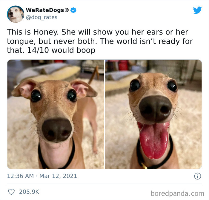 Dog-Rates-Twitter