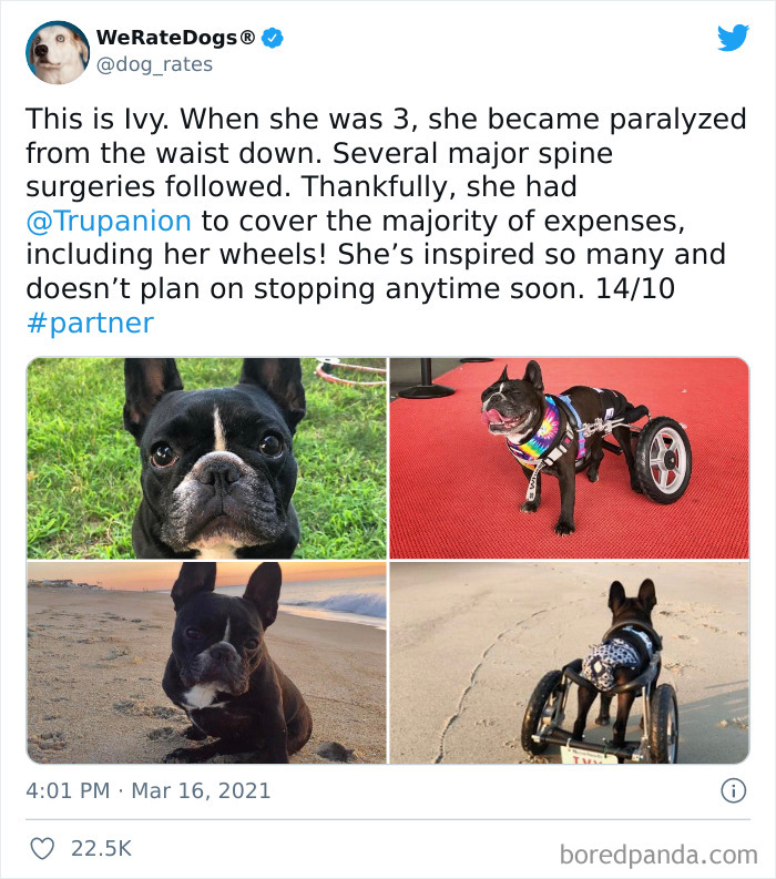 Dog-Rates-Twitter