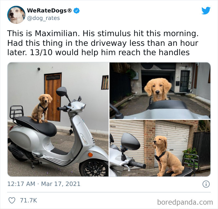 Dog-Rates-Twitter
