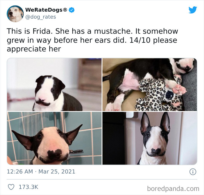 Dog-Rates-Twitter
