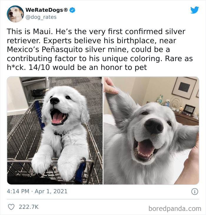 Dog-Rates-Twitter