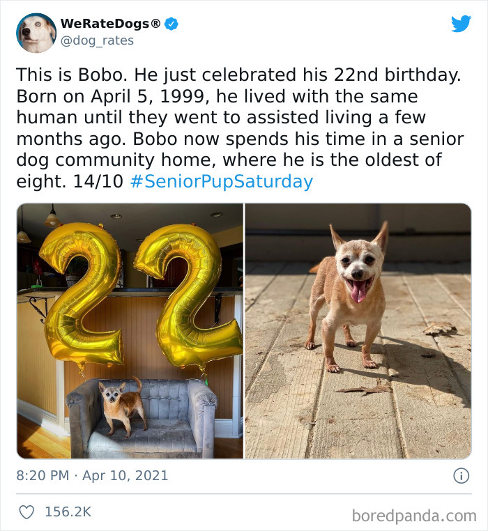 Dog-Rates-Twitter
