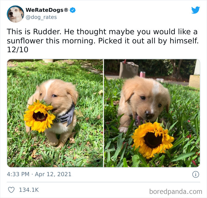 Dog-Rates-Twitter